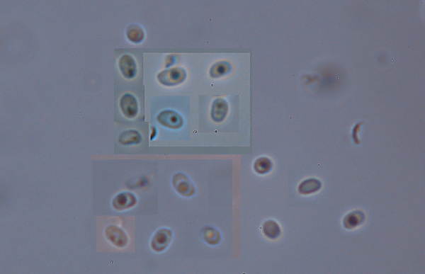 Miniera di Gambatesa 28